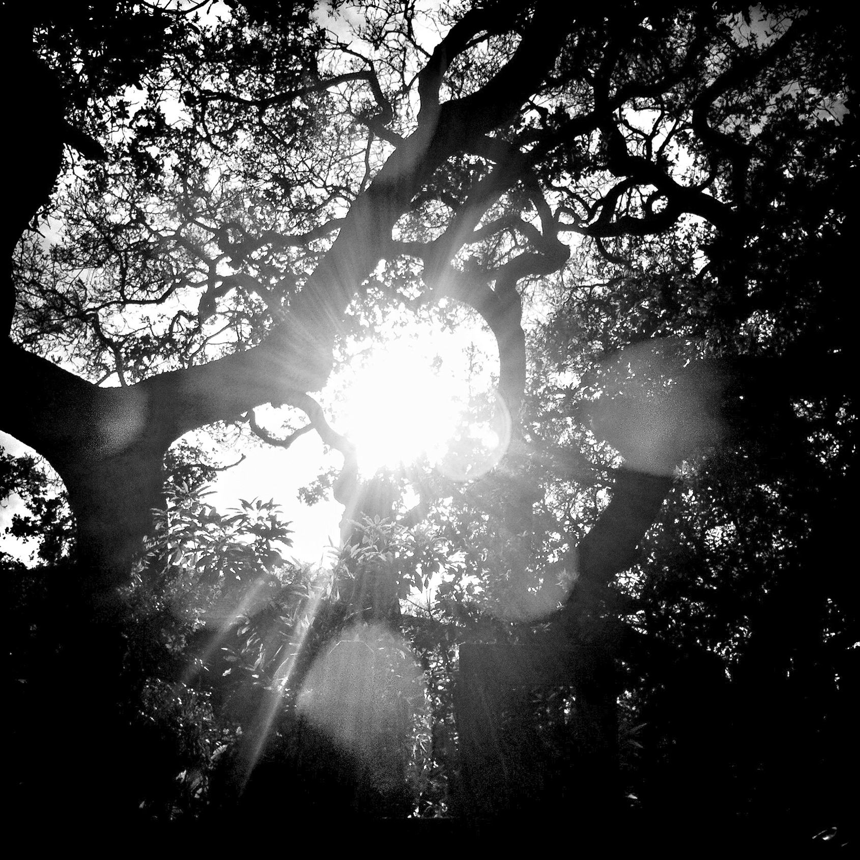 Eclipse Light, 2012