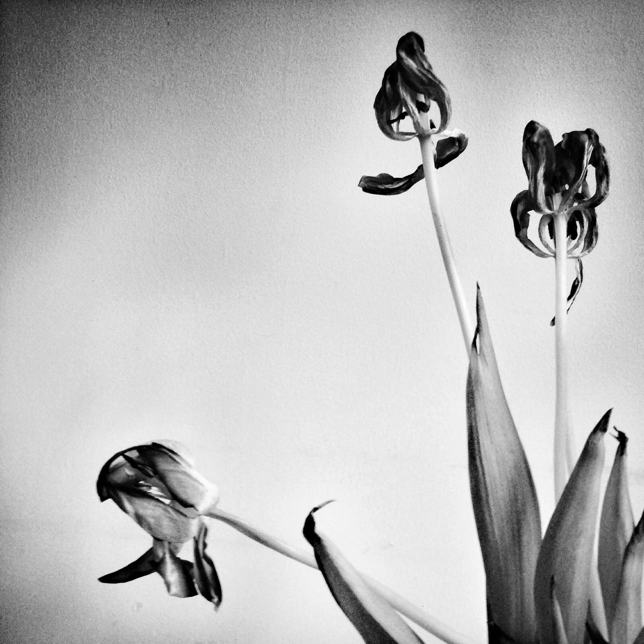 Open Tulips, 2014