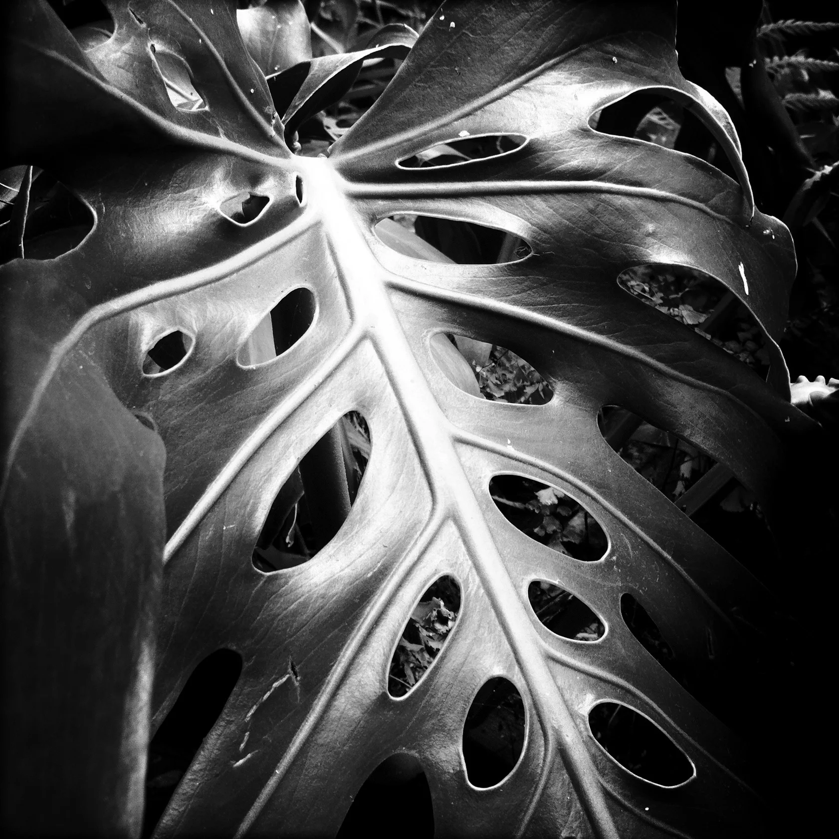 Philodendron, 2012