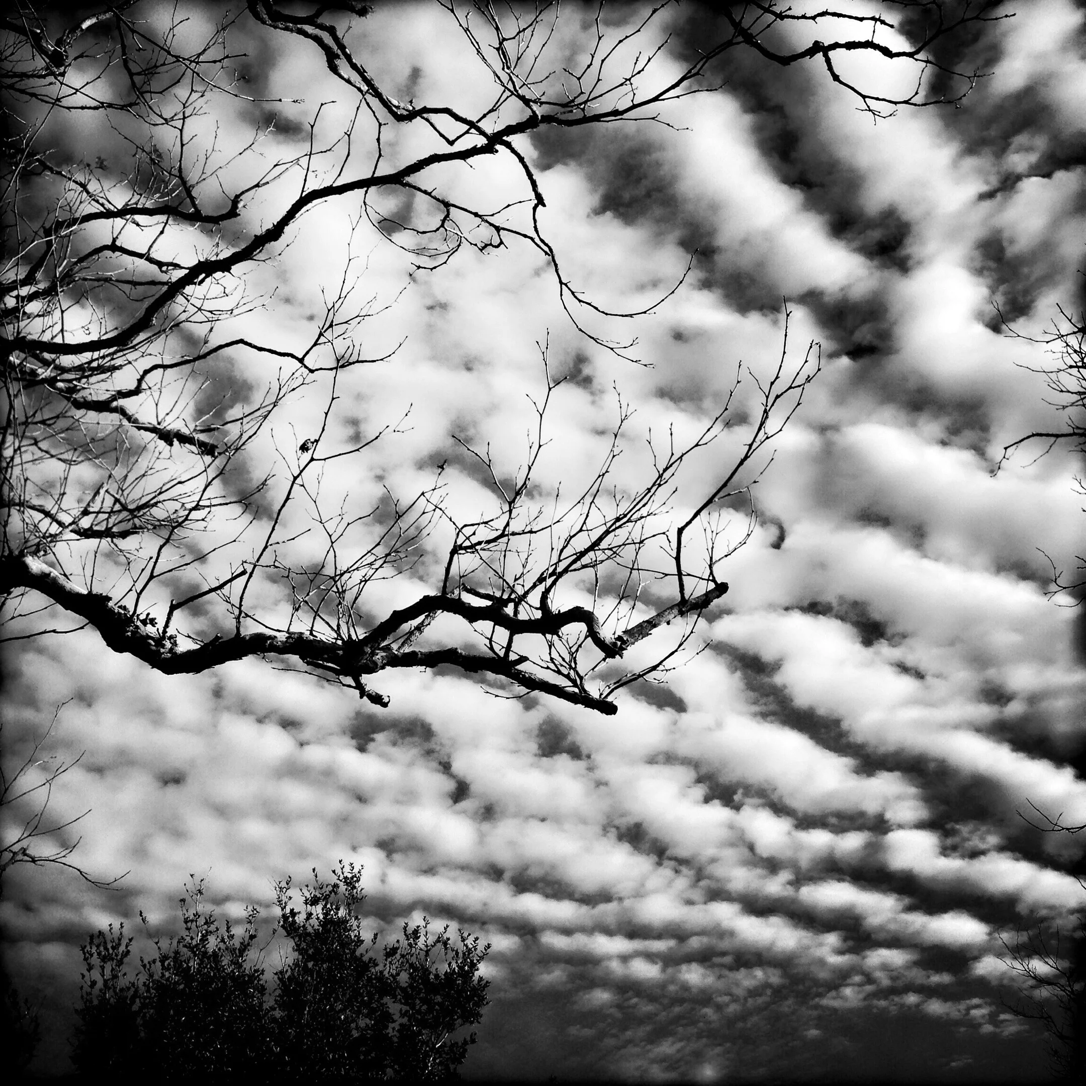 Sky and Branches, 2015