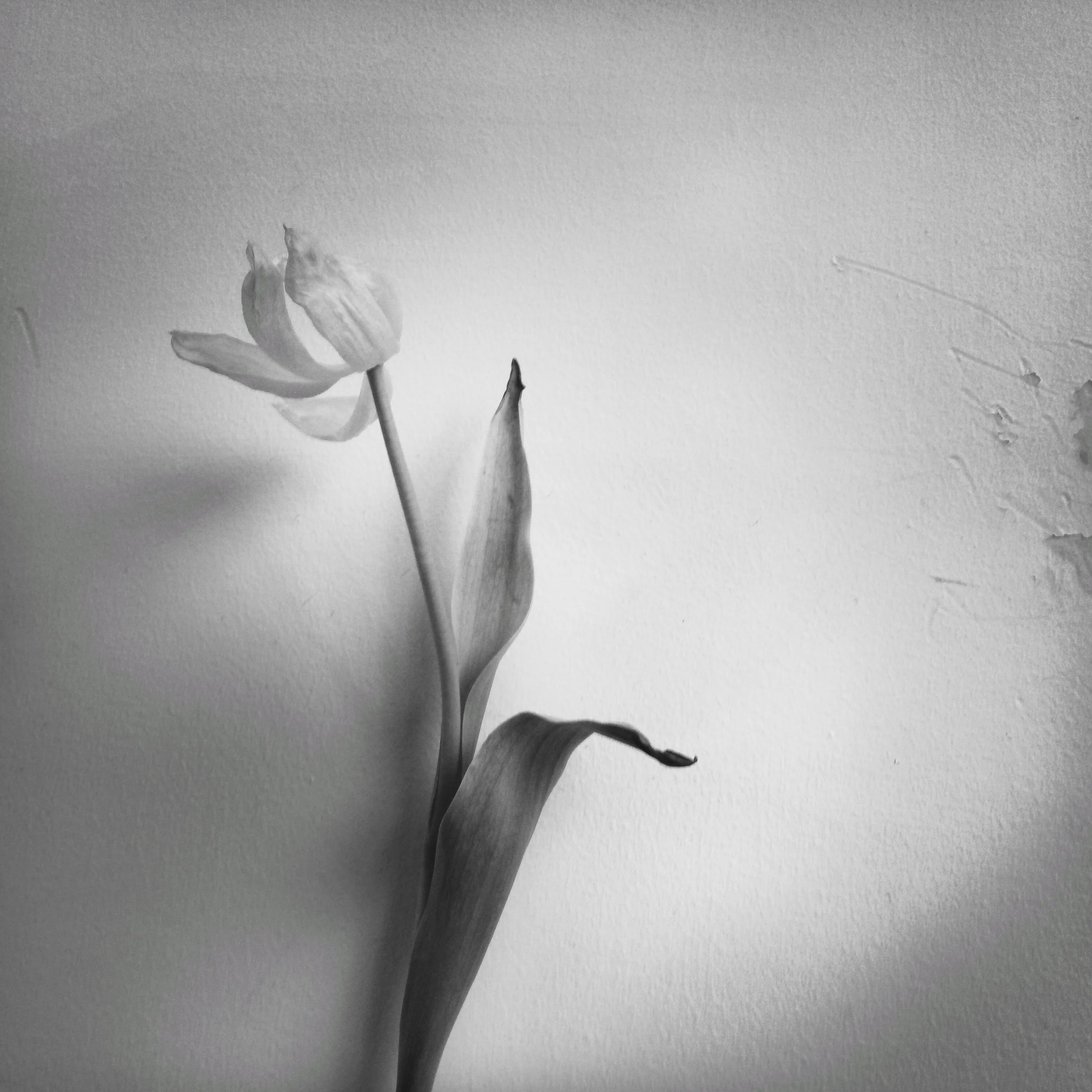 White Tulip, 2018
