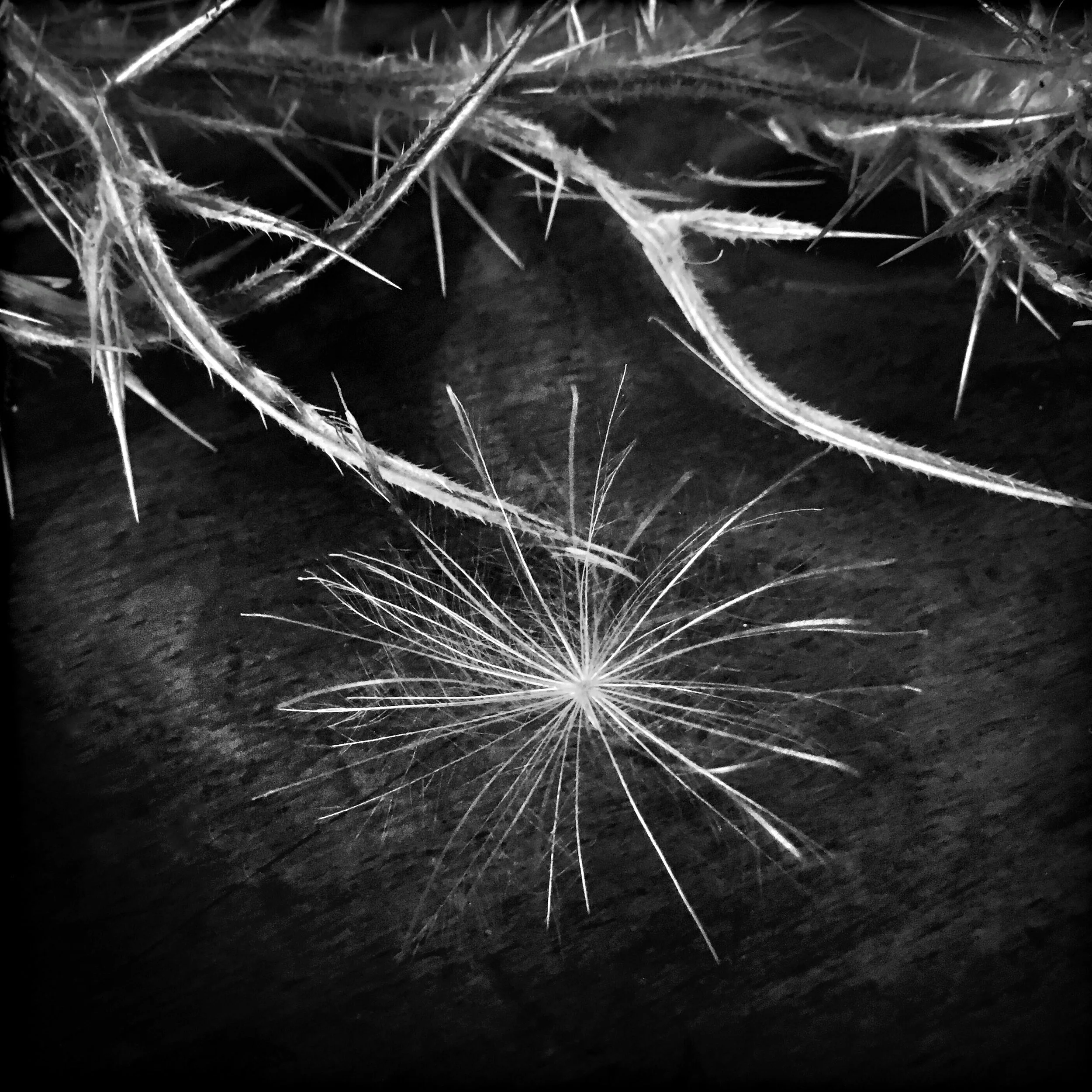 Nature's Contrast, 2017