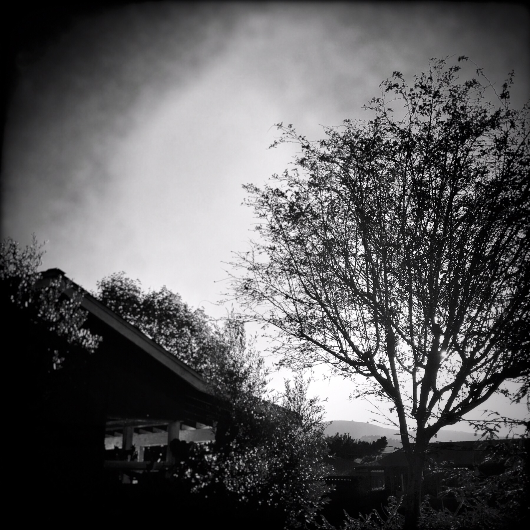 Autumn Tree, 2016