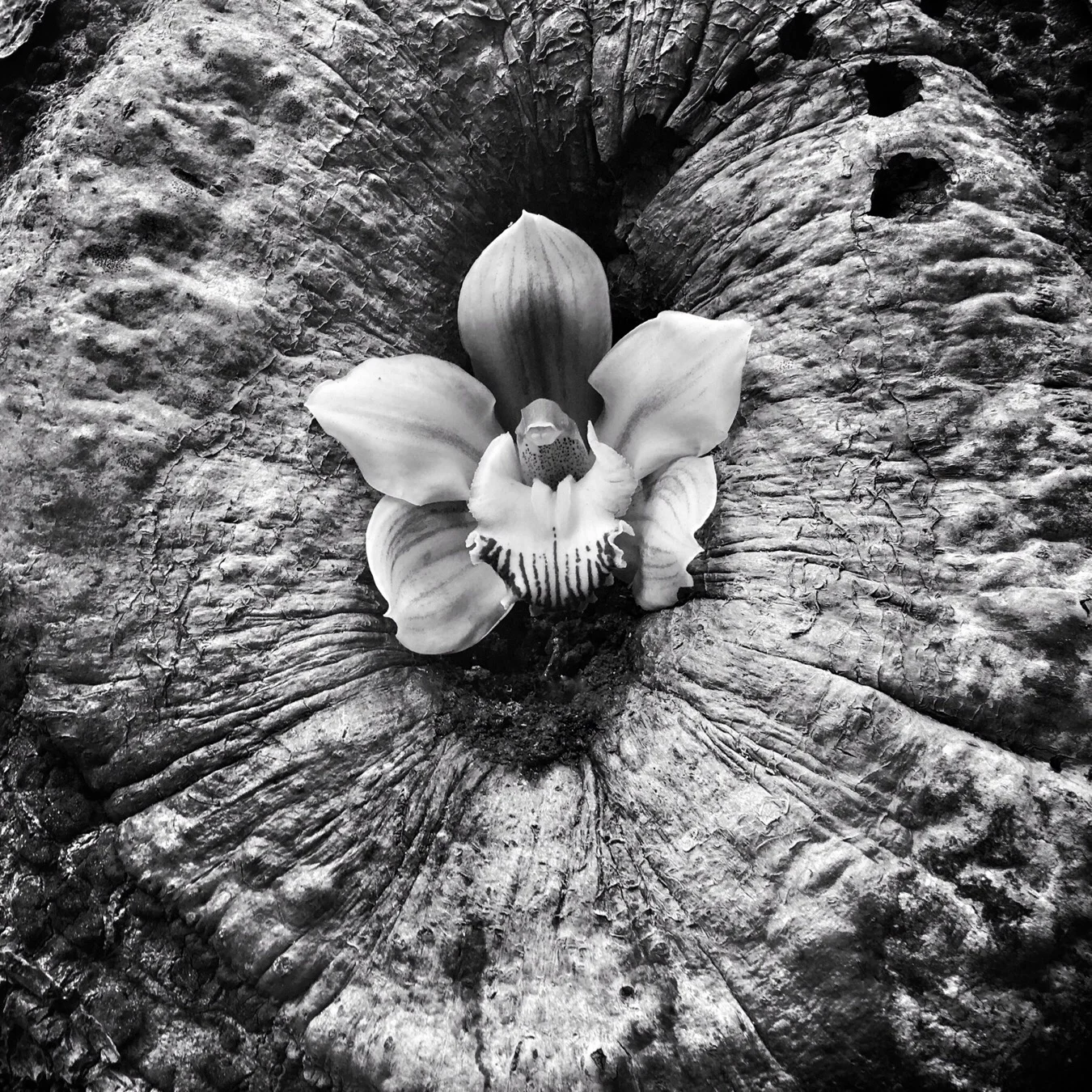 Rebirth, 2017