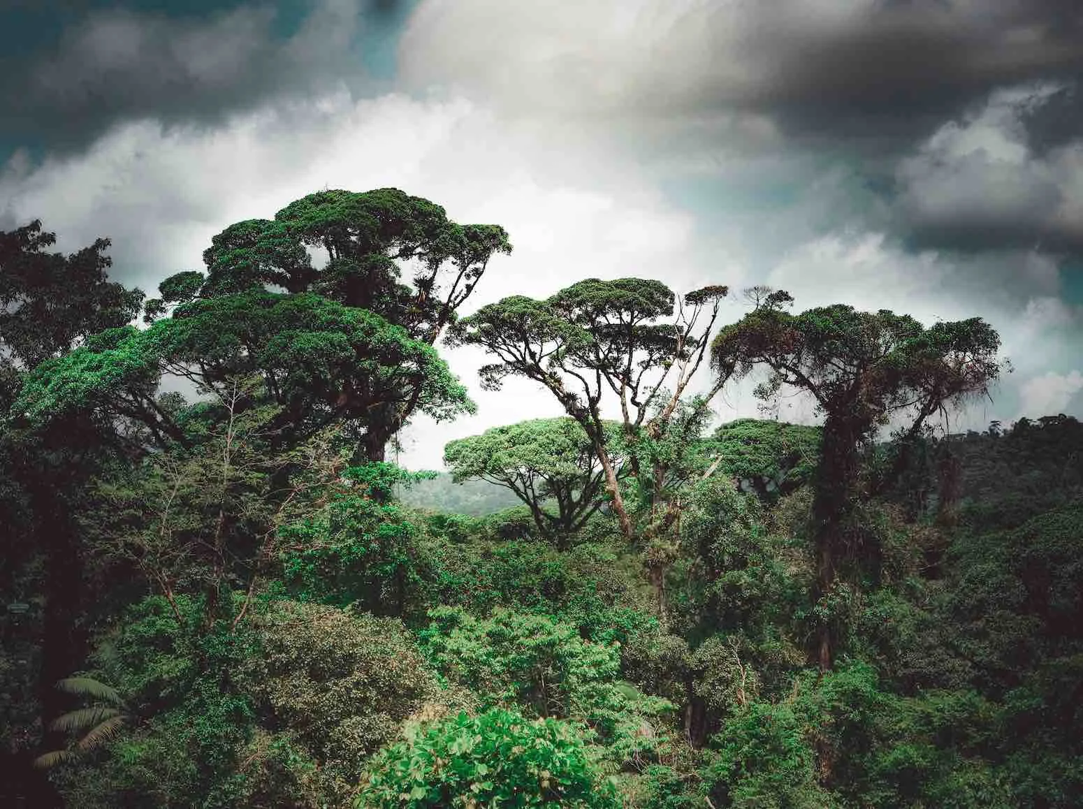 rainforest-lq.jpg