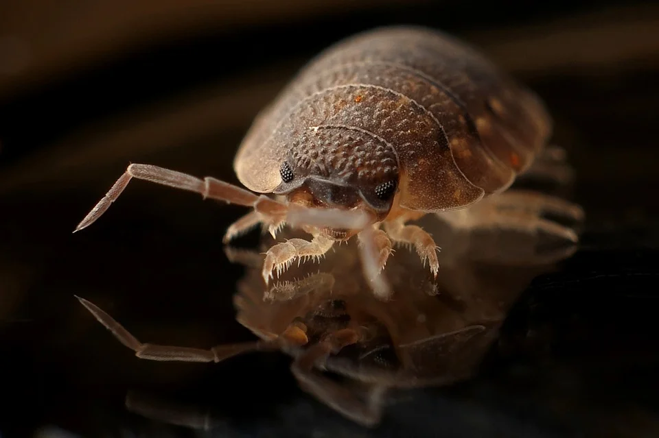 snail-1628478_960_720.jpg