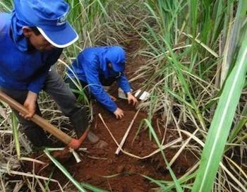 Preparing the mololith to extract soil macrofauna according TSBF methods in a sugarcane crop in Goiás state.