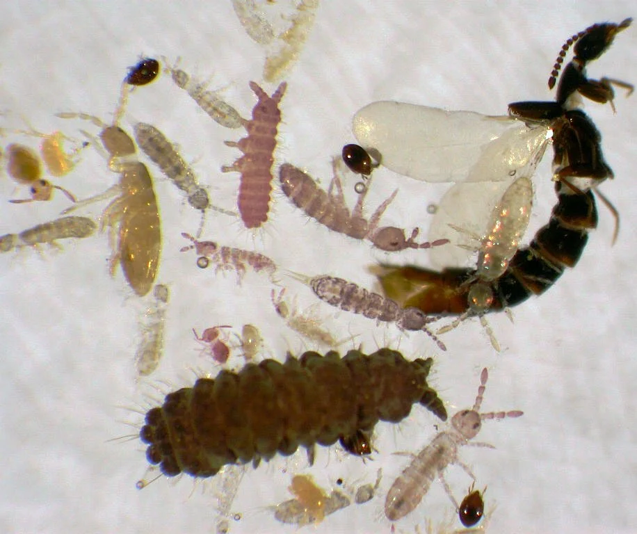 Right: Figure 2. Small sample of fauna diversity from a Tullgren funnel extraction of one kilogram of soil.