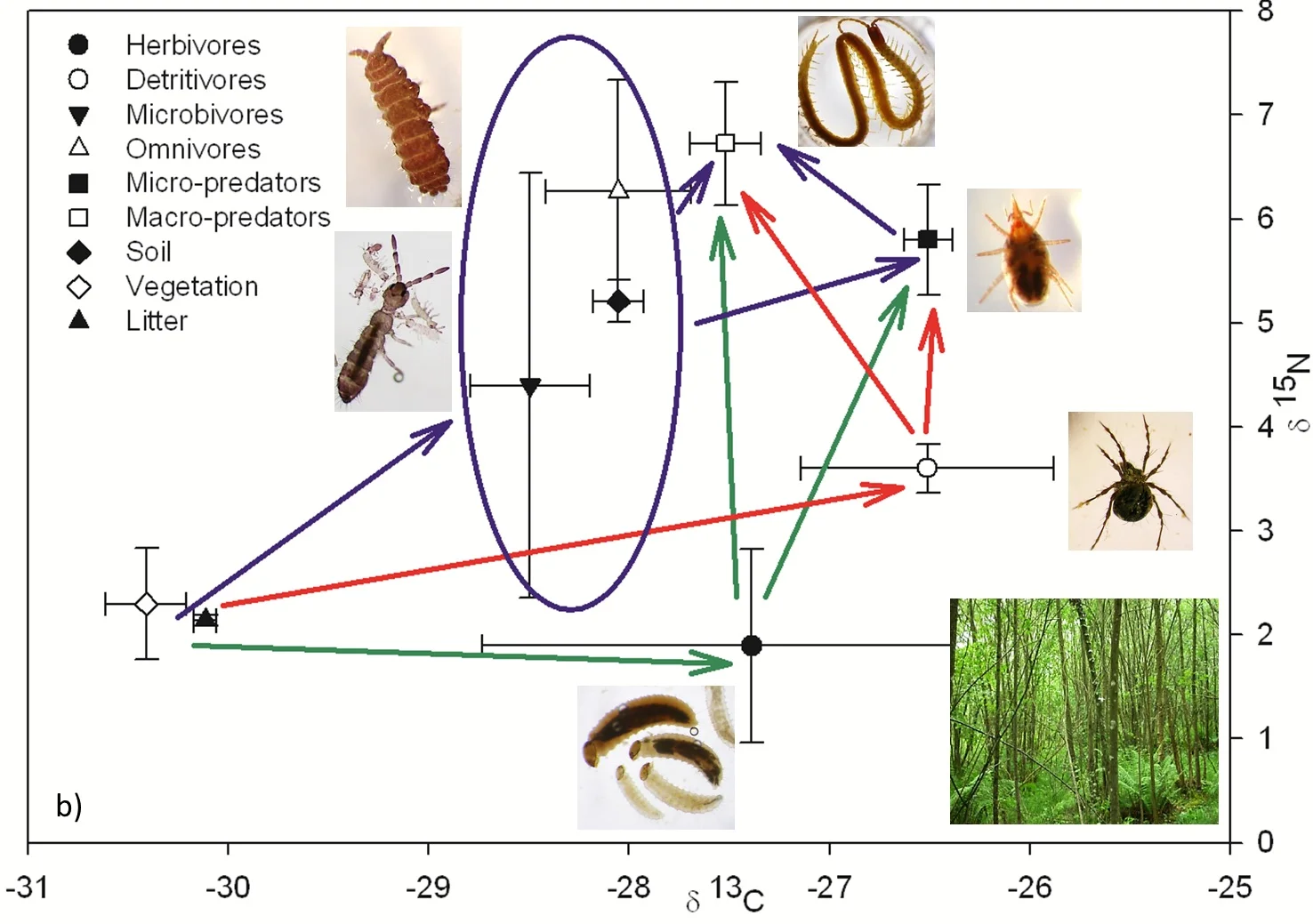Figure 4b. Above: Figure 4a and 4b. Isotopic composition ( δ 13C and δ 15N) of grouped “feeding guilds” for the (A) grassland habitat and (B) woodland habitat ( Crotty et al., 2014 ). Arrows represent different feeding pathways – blue microbial, green herbivory, and red detritivore.
