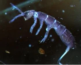 collembolaUK1.jpg
