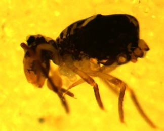 Above: Dicyrtomina ornata