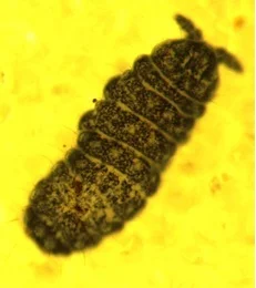 Above: Neanura muscorum