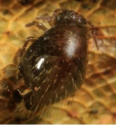 Above: Pogonognathellus longicornis