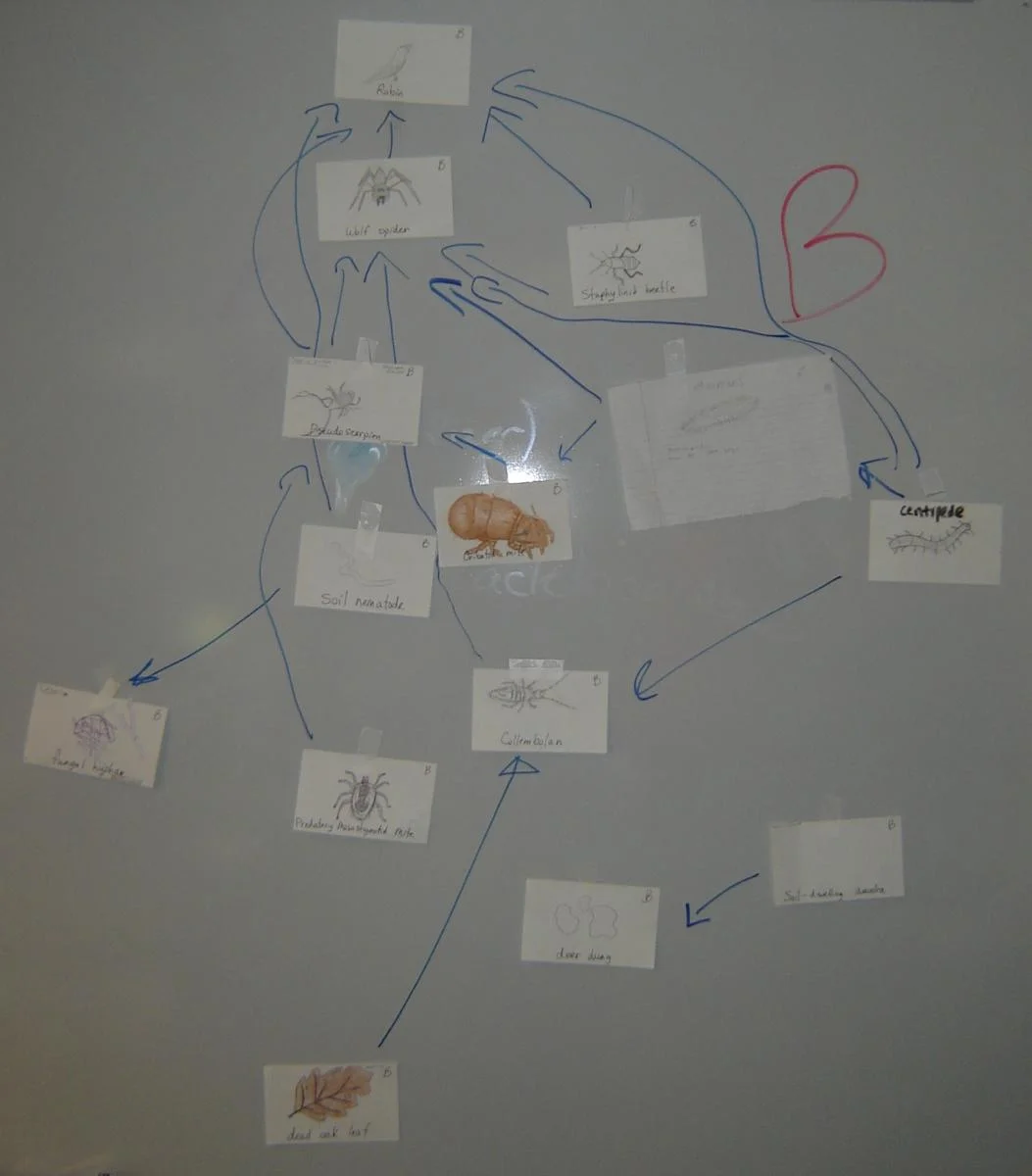 Soil organisms can be used in teaching activities that teach general concepts such as food webs. Photo courtesy of L. Byrne.