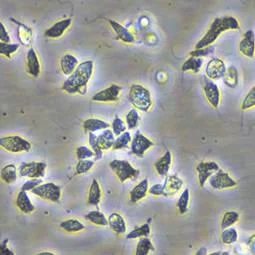 Protists, the overseen guardians of soil microbiome function