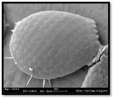 Image: Testate amoebae Euglypha