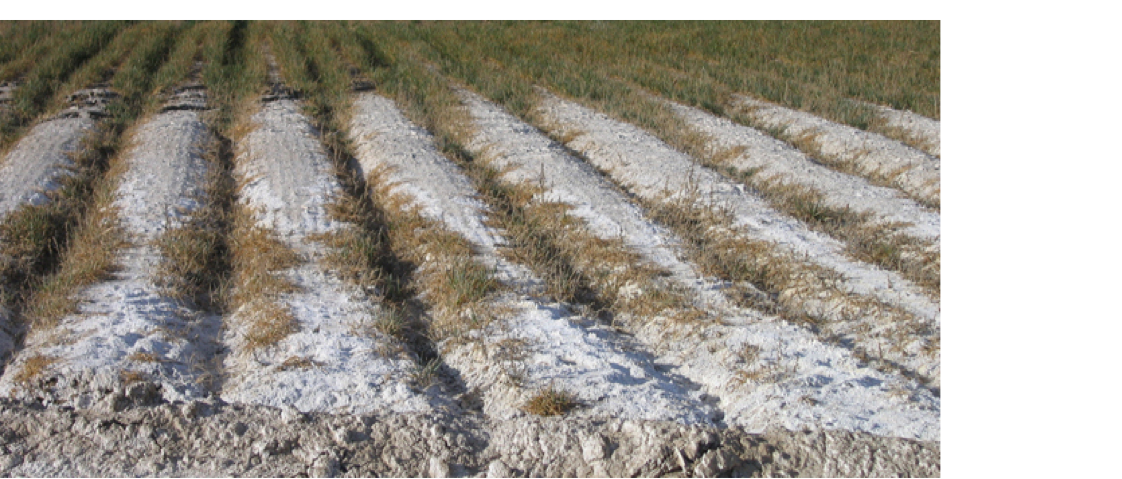 Visible effects of salinity on crop production in Grand Valley Colorado. Photo credit: Donald Suarez