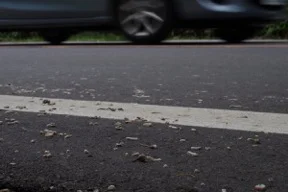 The train millipedes killed on a road.