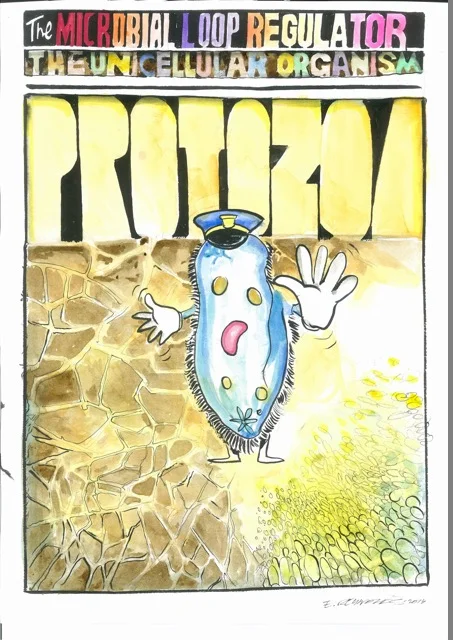 Protozoa play important roles transferring energy and nutrients in soil. Original artwork by Ed Reynolds