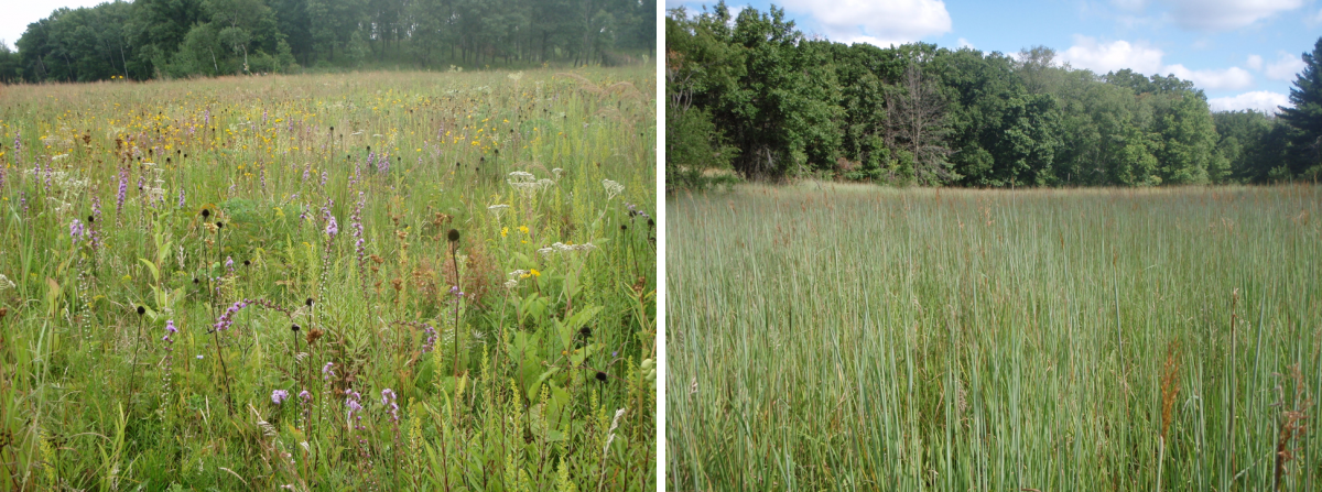 Tallgrass prairie restorations planted with high plant diversity (left) and low plant diversity (right). Photo credit: Ryan Klopf