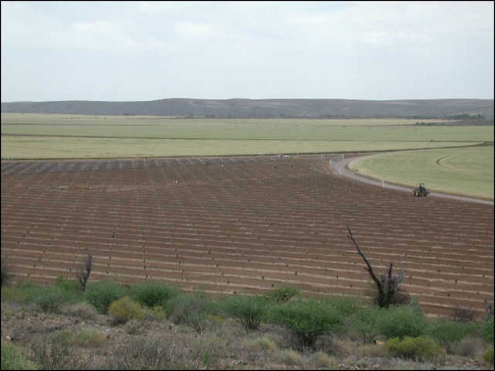 A young pistachio orchard (foreground) in a larger maize cropping system on the banks of the Orange River, Prieska, South Africa.