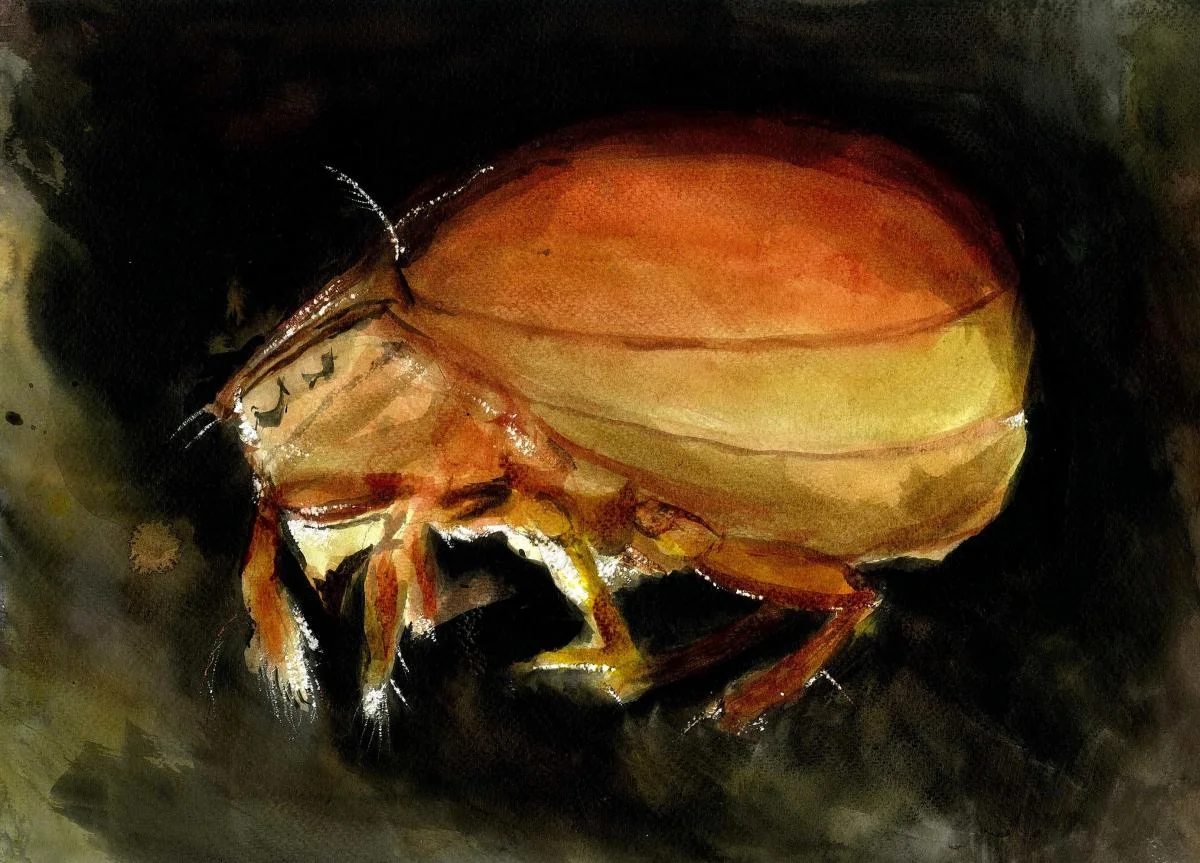 A handsome mite. Image by: Ed Reynolds