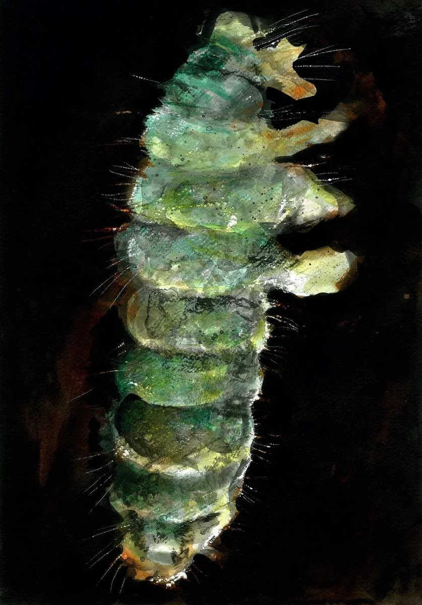 Emerald springtail. Image by: Ed Reynolds
