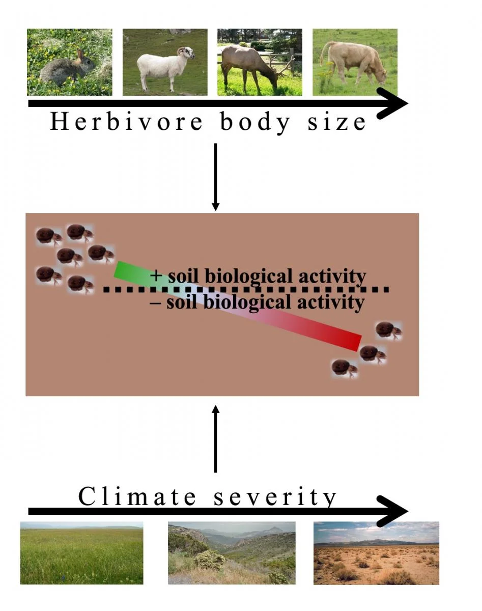 Conceptual model of how herbivore size and climate determine the effect of herbivores on the soil community. Modified from Andriuzzi & Wall 2017