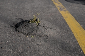 Soil sealing prevents, or strongly compromise all soil ecosystem functions. This is an example of an exception: the vigour of this plant is able to break the asphalt coverage sealing the soil. Photo credit: Ciro Gardi