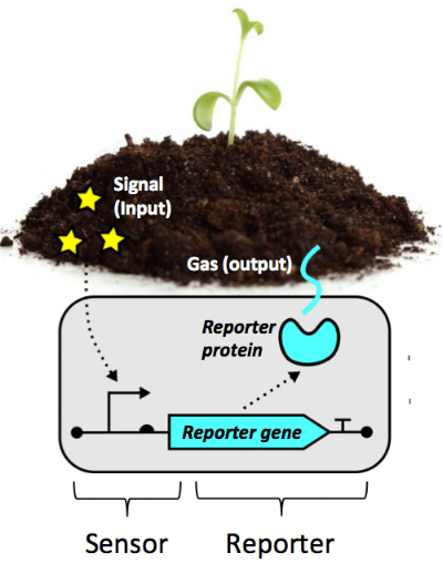 Microbial biosensors sense and environmental signal and, in response, produce a measurable reporter such as a gas. Image by E. Fulk