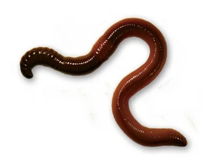Lumbricus terrestris. Image by E. Cameron