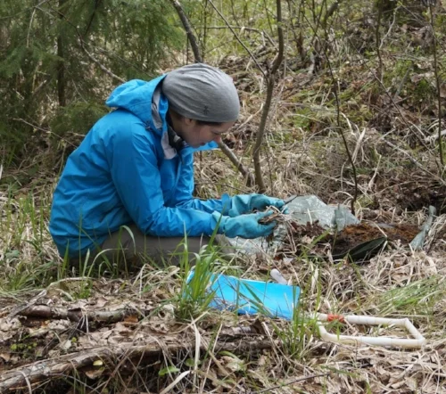 Sampling for earthworms in the boreal forest. Image by R. Rocha