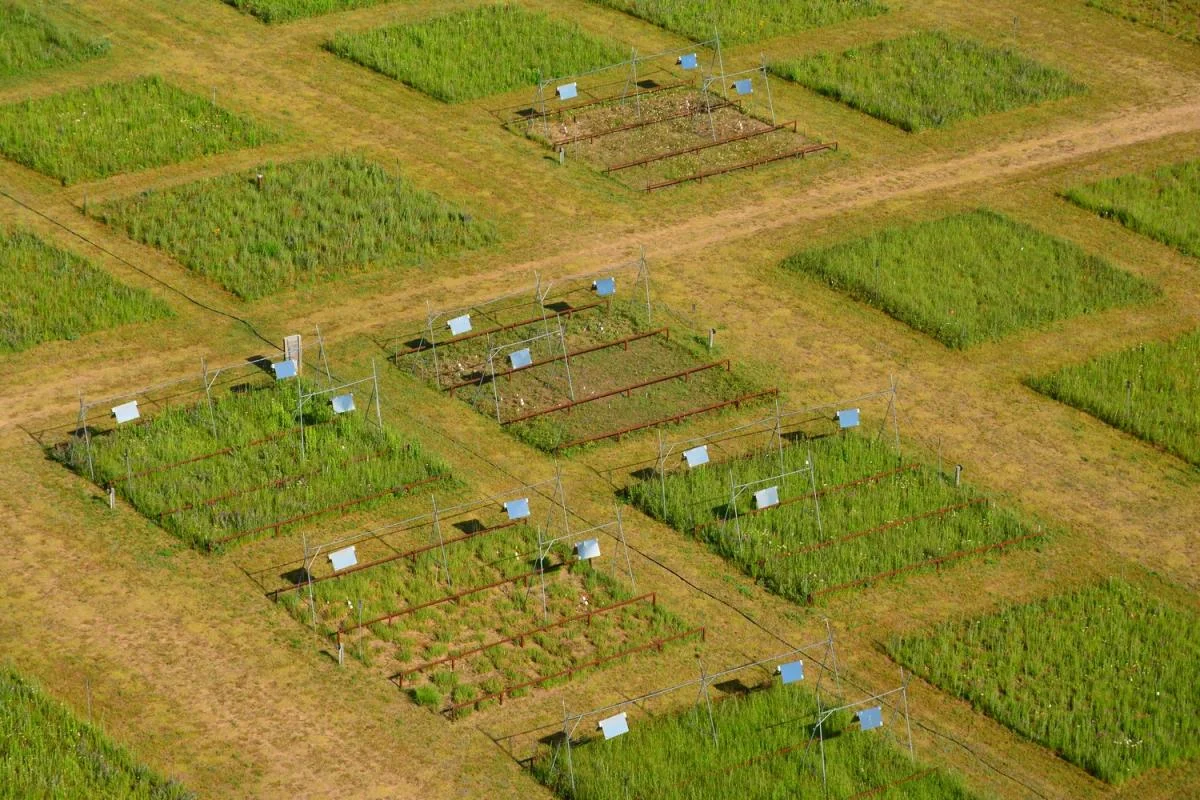 Aerial view of Biodiversity & Climate experiment. Image by J. Miller