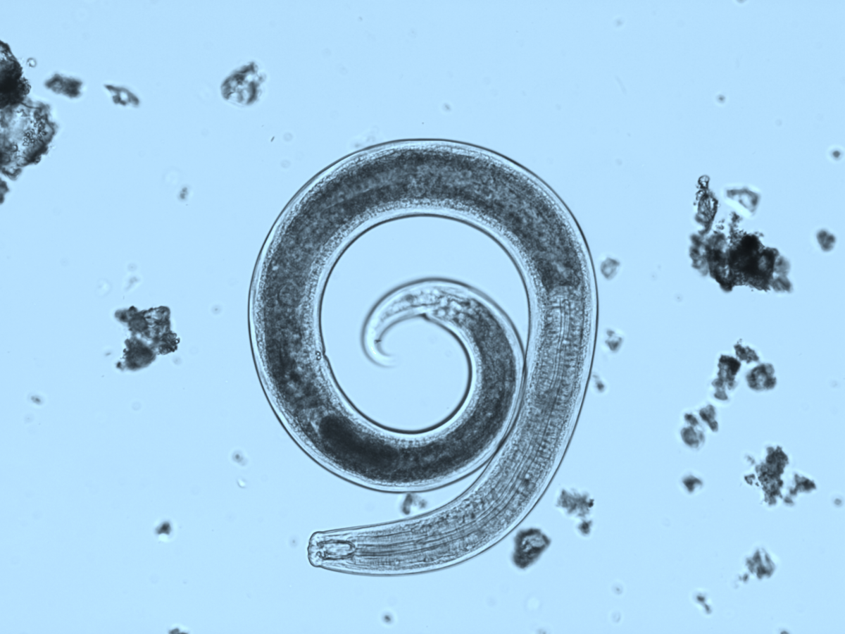 Predatory female nematode Clarkus sp. Image by M. Ciobanu
