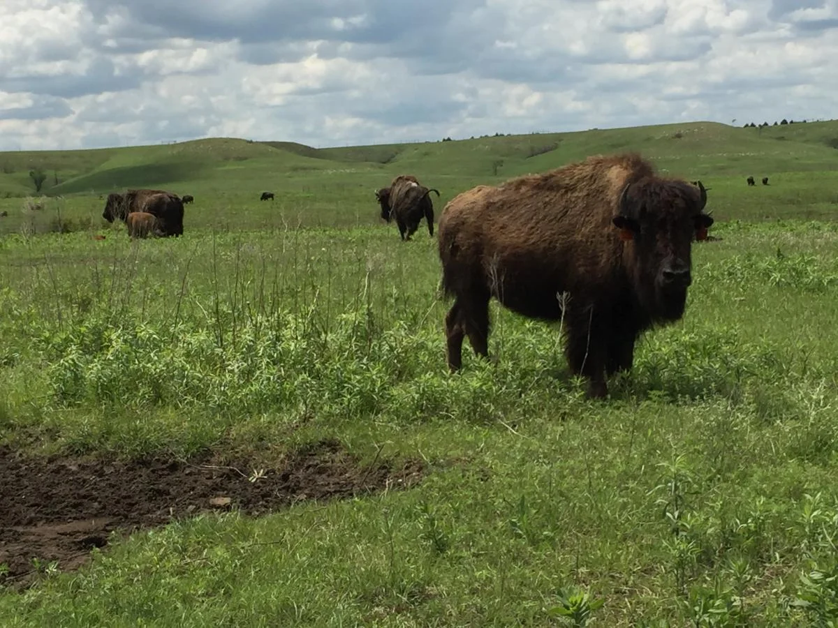 Bison on Konza Prairie Biological Research Station near Manhattan, Kansas, USA. Photo credit Adam Cobb