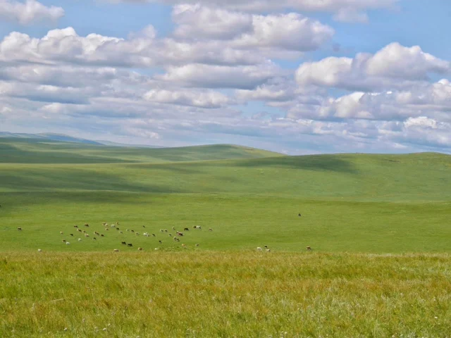 Cattle grazing in the meadow steppe grasslands of Inner Mongolia, China. Photo credit Jiqiong Zhou