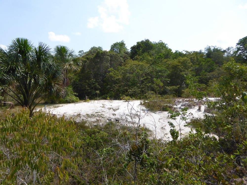 Naturally open area on Amazonia. These areas have an insular distribution in “seas” of tropical forest and are associated with white sand soil. This picture was taken on “Reserva da Campina”, close to Manaus, AM, Brazil. Photo credit C.Ritter