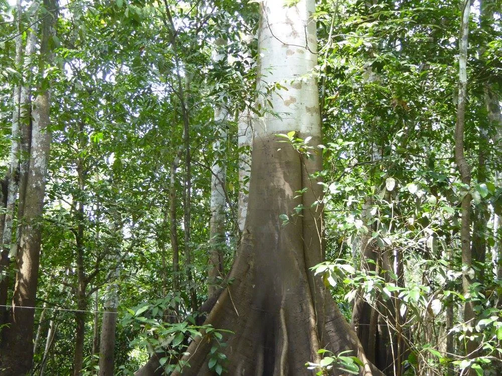 The tree shows the water mark from flood season of Várzea, seasonally flooded forest.The mark indicates a flood height of around 15 meters. Photo credit C.Ritter