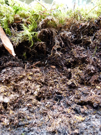An example of a fungal mor humus form. Image by C.McNalty