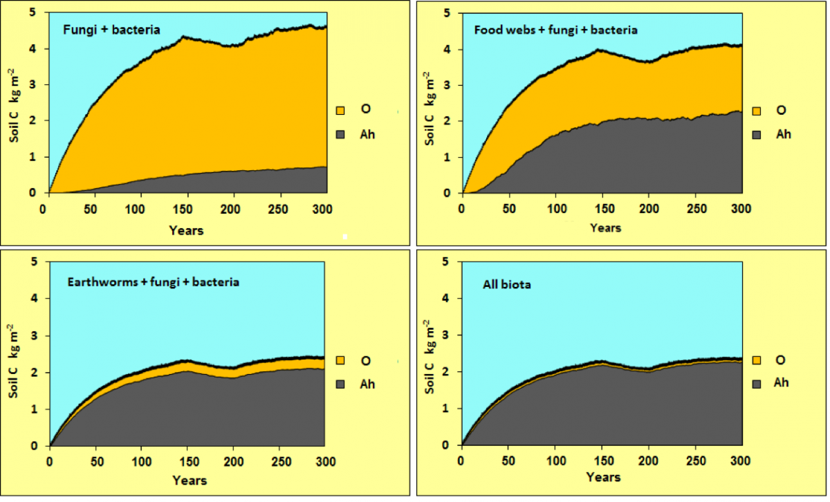 Romul_Hum predictions of soil carbon stocks and their distribution between the mineral Ah and organic O horizons, depending on presence of mesofauna and earthworms. Image by O.Chertov