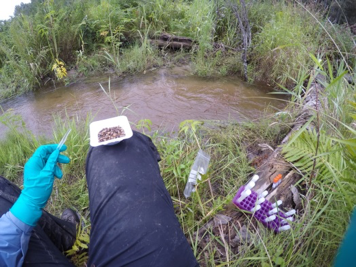An example of sediment sampling from streams used to characterise and quantify microbial taxonomic and functional diversity Image: H. Prentice
