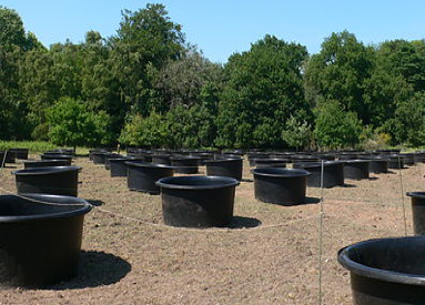 Initial 96 mesocosm pond set-up at Imperial College London – Silwood campus Image: imperial.ac.uk/silwood-park/research/silwood-lte/mesocosm/