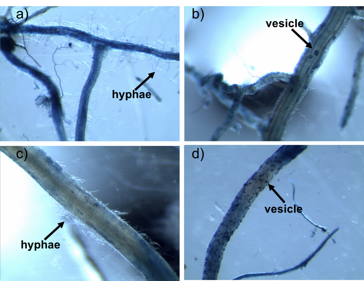 Examples of AM fungi hyphae (a, c) and vesicles (b, d) in corn (a, b) and prairie roots (c, d). Image from Bach et al. 2018, Ecology
