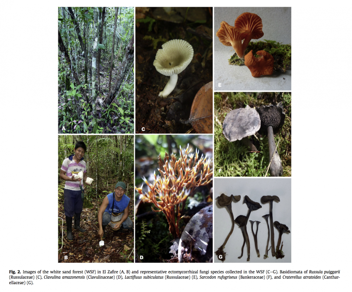Mycorrhizal research in the field: ectomycorrhizal fungi from Colombian Amazon. Reference: Vasco-Palacios et al. 2018. Fungal Ecology