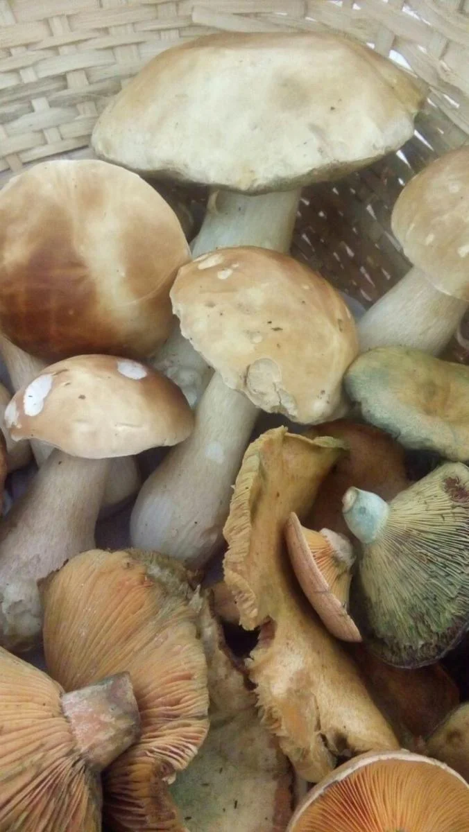 Mix of edible invasive ectomycorrhizal fungi. Photo: Marcelo Aloisio Sulzbacher.