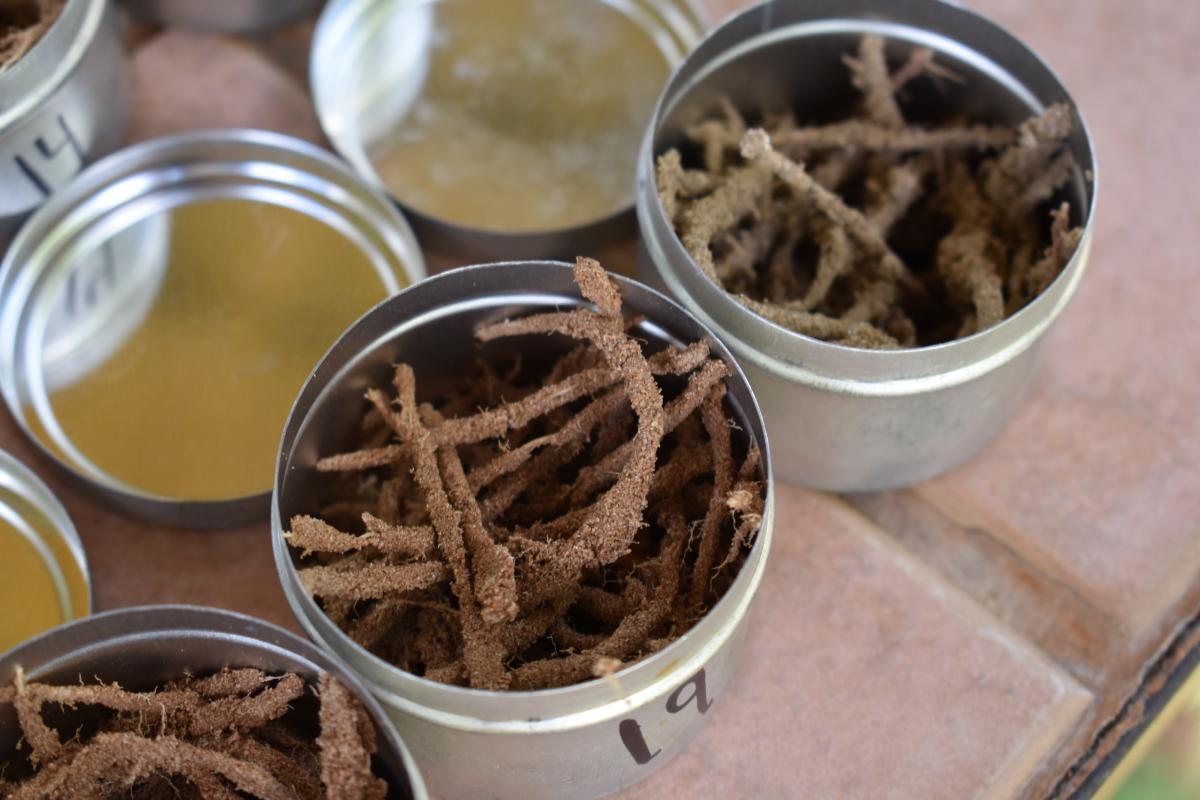 Rhizosheaths collected from Khama Rhino Sanctuary. Photo credit, Emily Wedel.