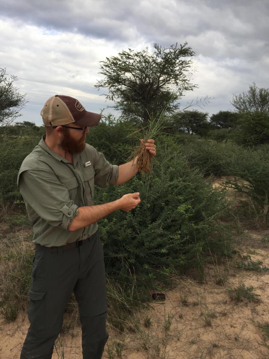Seton Bachle holds a sample of Eragrostis lehmanniana and examines its rhizosheath. Photo credit, Adam Cobb.
