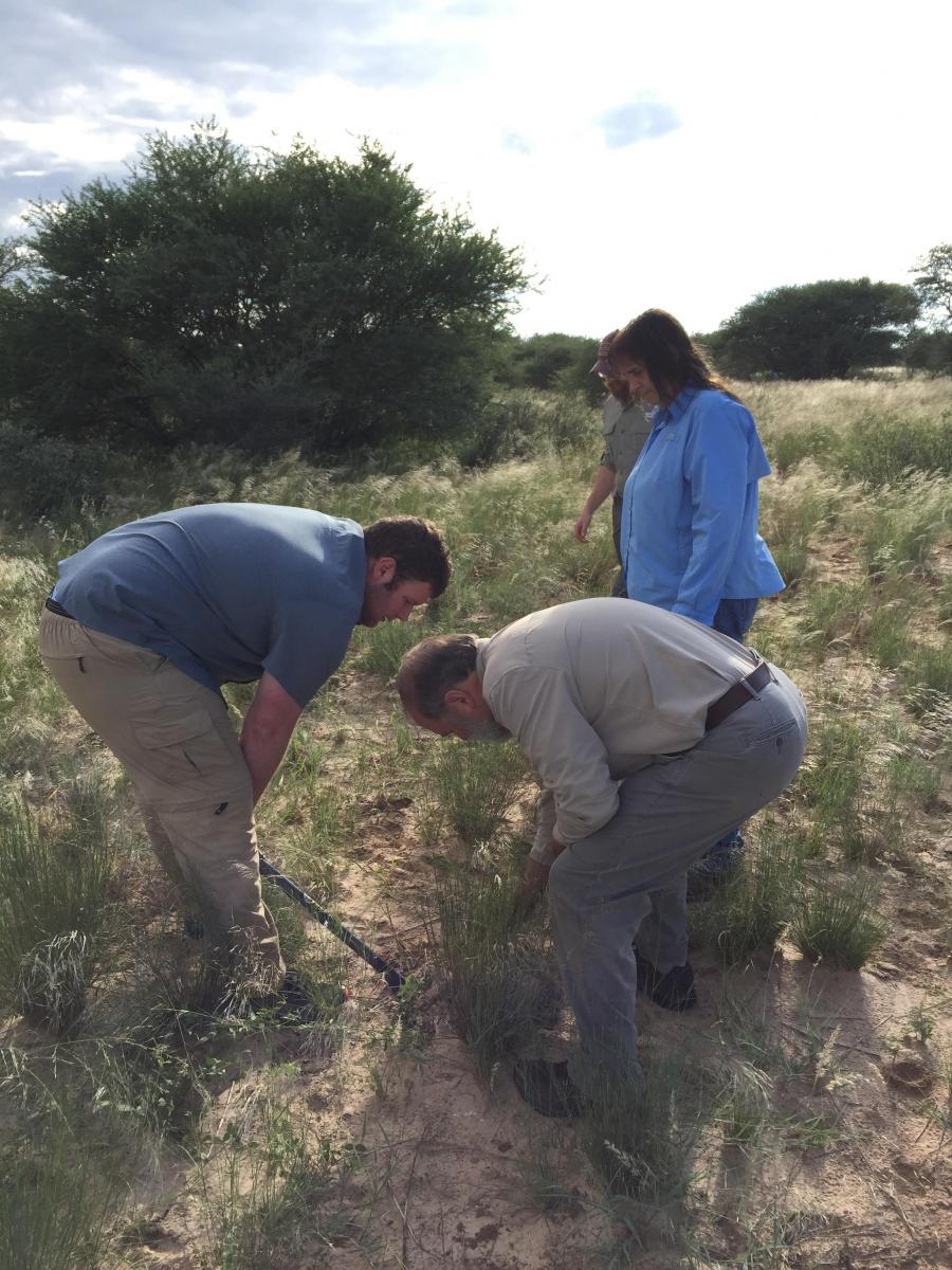 Eric Duell (left), Seton Bachle (middle), Gail Wilson (middle), and Dave Hartnett (right) sampling grasses in Western Botswana. Photo credit, Adam Cobb.