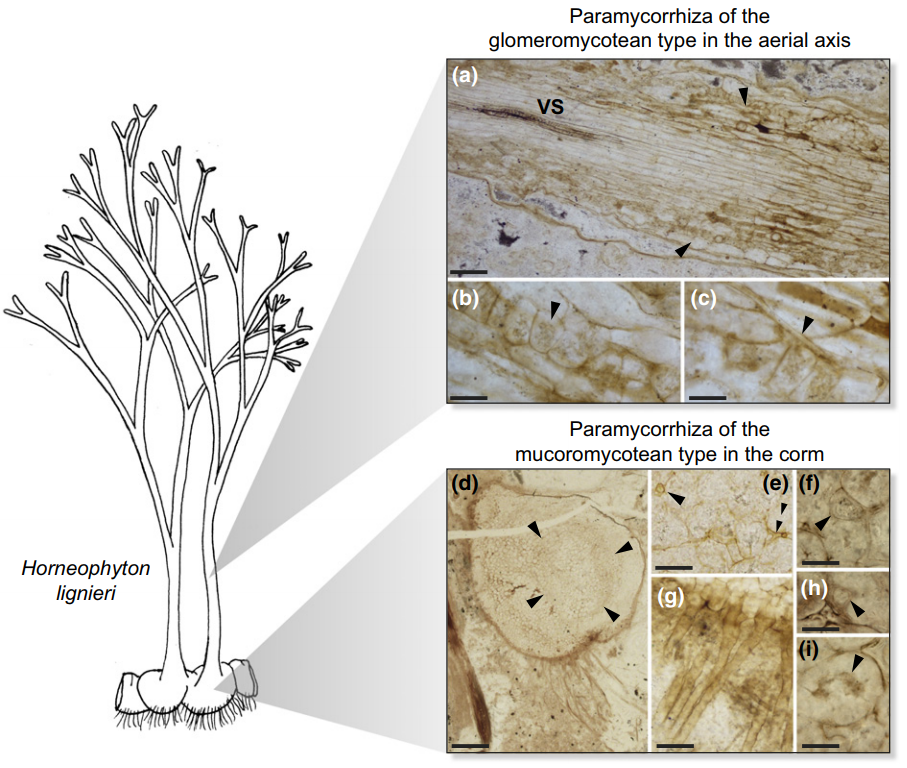 Figure 2 of Strullu-Derrien et al. (2018). Fossil (c. 407 million years) of the Rhynie plant Horneophyton lignieri . Left: plant (5-10 cm height) habitat. Right: ‘Paramycorrhizas’ (mycorrhizal-like) structures such as hyphae, vesicles, arbuscules, and spores from different fungal phyla (Glomeromycotina and Mucoromycotina). Figure reproduced with permission of the authors and New Phytologist.