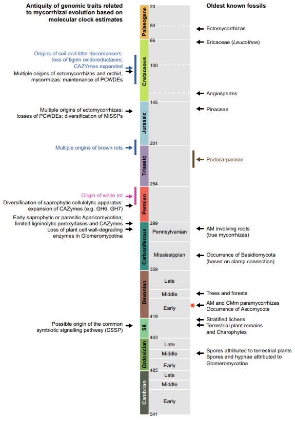 Figure 1 of Strullu-Derrien et al. (2018) showing the appearance of genomic traits related to mycorrhizal evolution (left)and the oldest known fossils (right). The asterisk represents the Rhynie chert. AM, arbuscular mycorrhizas; CAZymes, Carbohydrate-Active enZYmes; CMm, coil-forming mycorrhizas in Mucoromycotina; MiSSPs, mycorrhizainduced small secreted proteins; PCWDEs, plant cell wall-degrading enzymes. Figure reproduced with permission of the authors and New Phytologist.